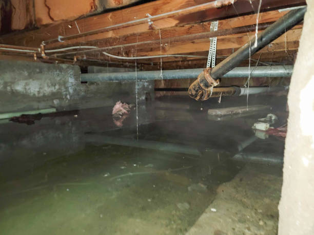 Best Flood damage cleanup  in Northeast Ithaca, NY