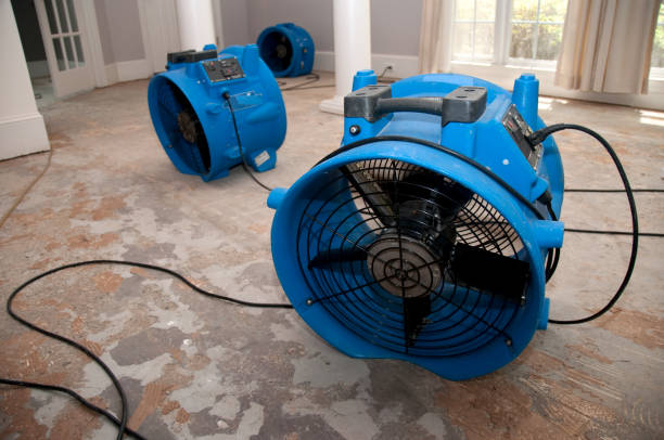 Best Mold removal after water damage  in Northeast Ithaca, NY